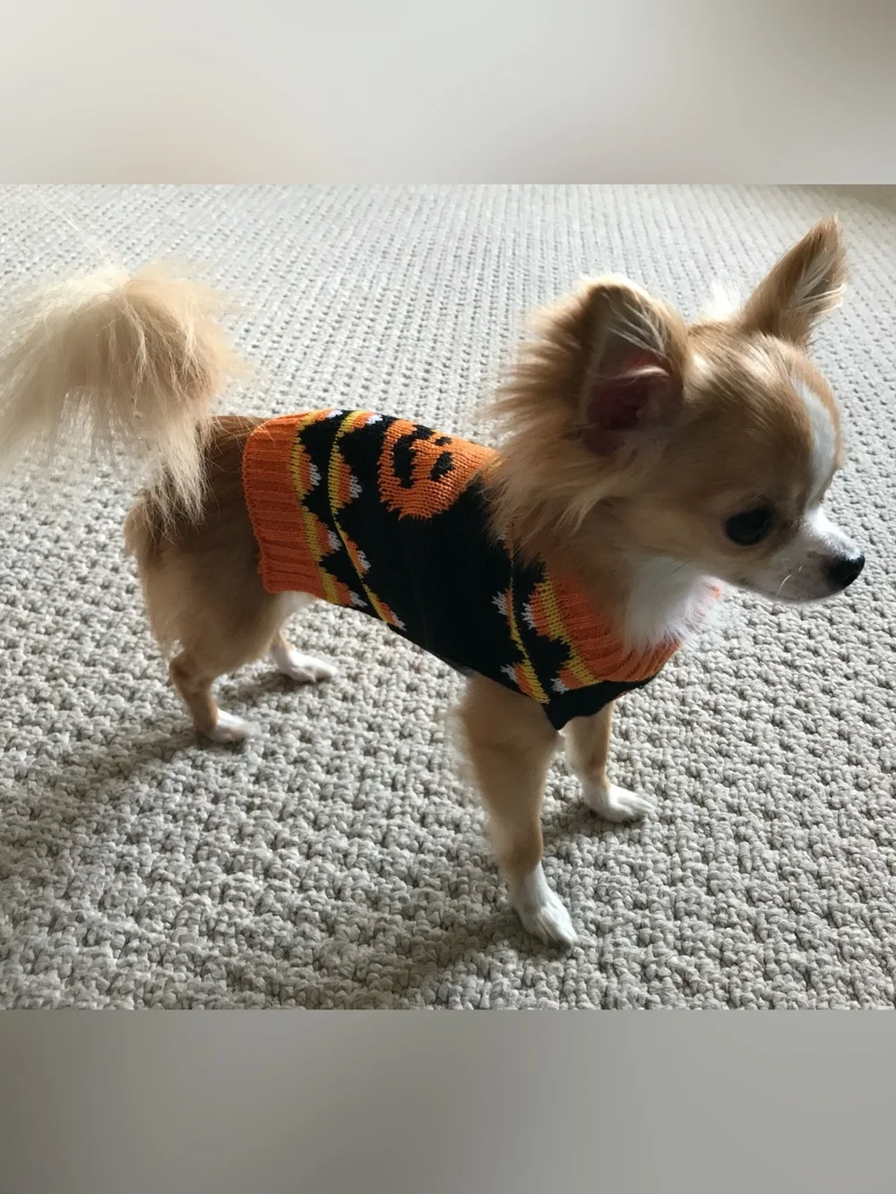 Halloween Pumpkin Knit Dog Sweater - Black and Orange
